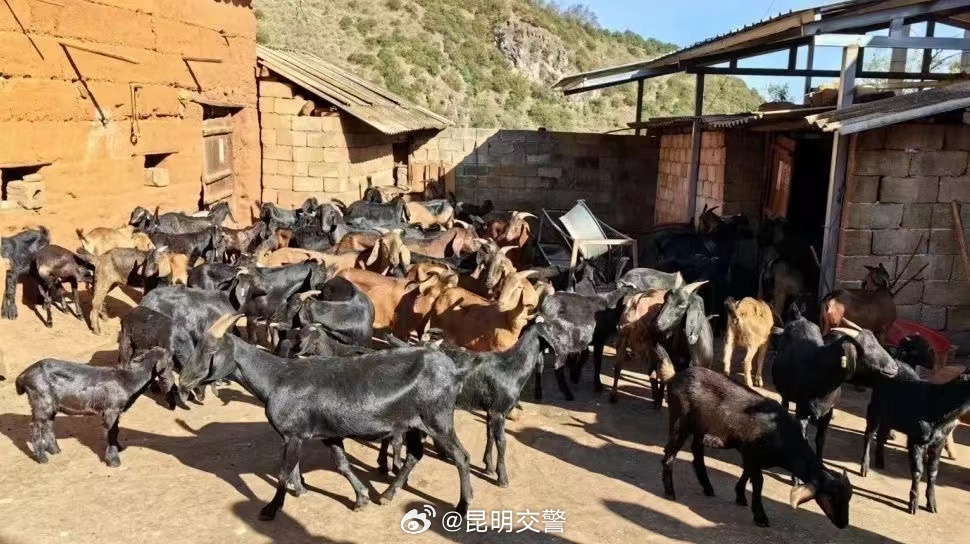108只羊集体失踪_http://www.mainten.cn_ycb_第1张