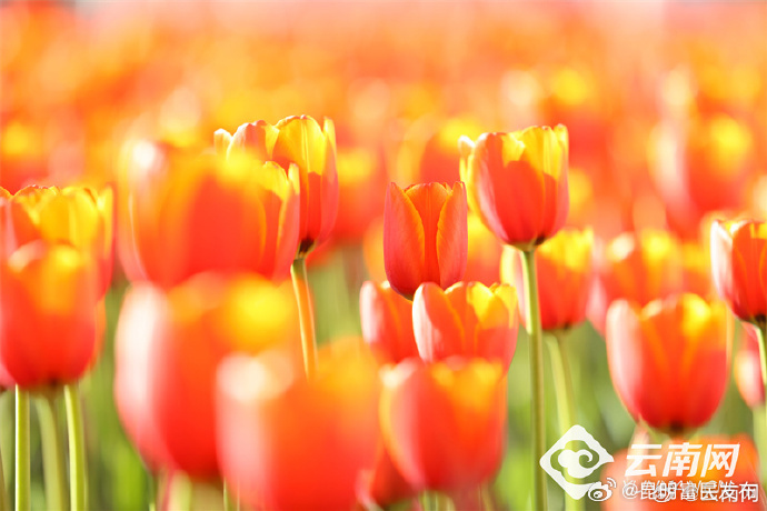 云南省未来24小时天气预报