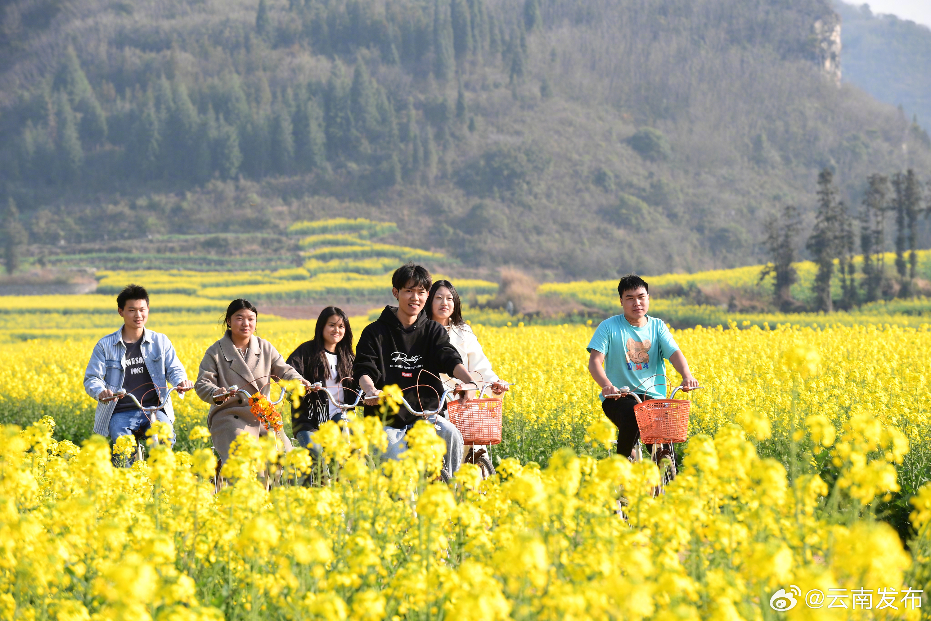 曲靖罗平：新春旅游旺 万人赏花田_http://www.mainten.cn_ycb_第1张