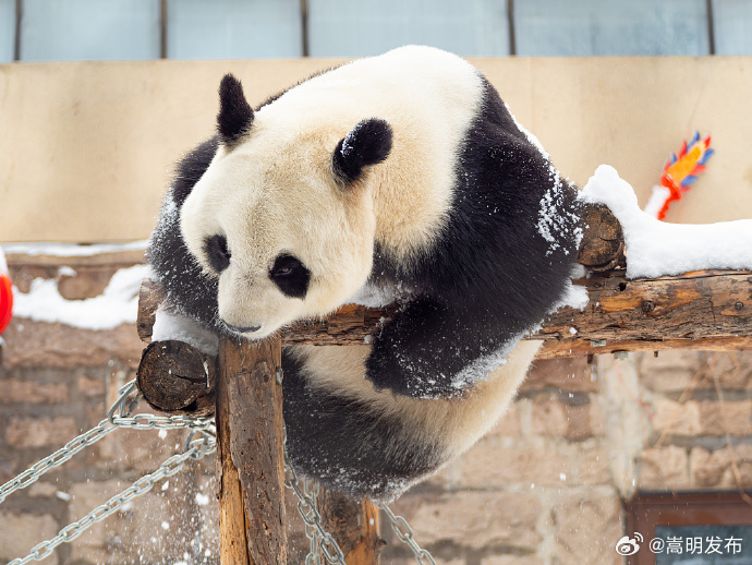 熊猫雪地玩耍好像芝麻团子裹糖霜_http://www.mainten.cn_ycb_第5张