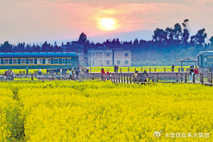 油菜花海春意浓