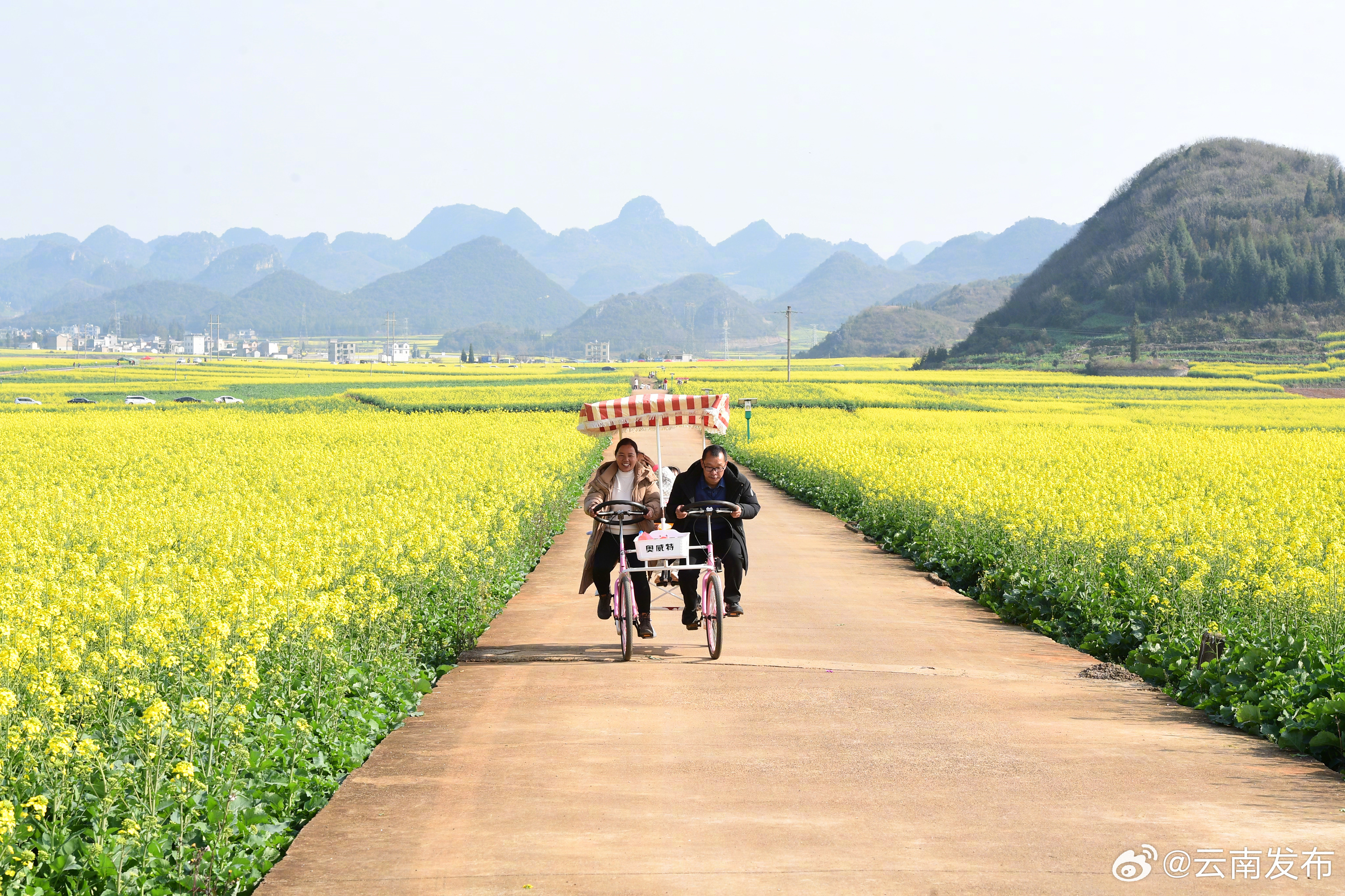曲靖罗平：新春旅游旺 万人赏花田_http://www.mainten.cn_ycb_第2张
