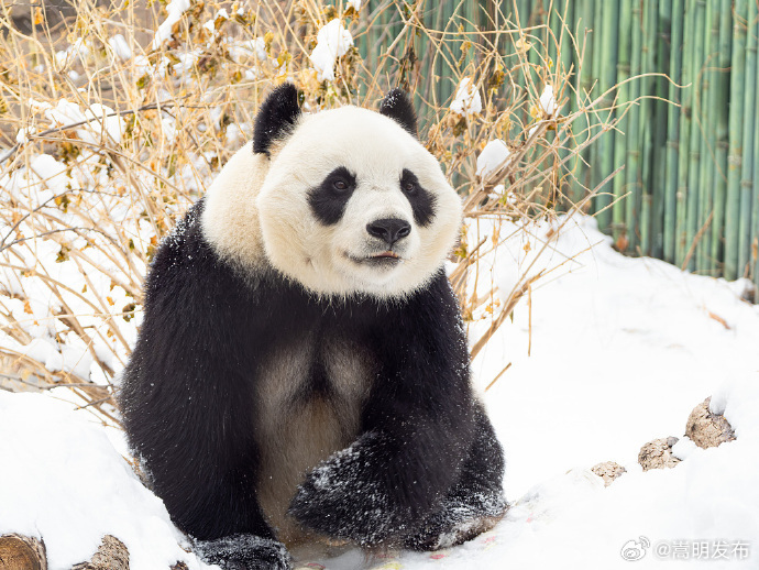 熊猫雪地玩耍好像芝麻团子裹糖霜_http://www.mainten.cn_ycb_第4张