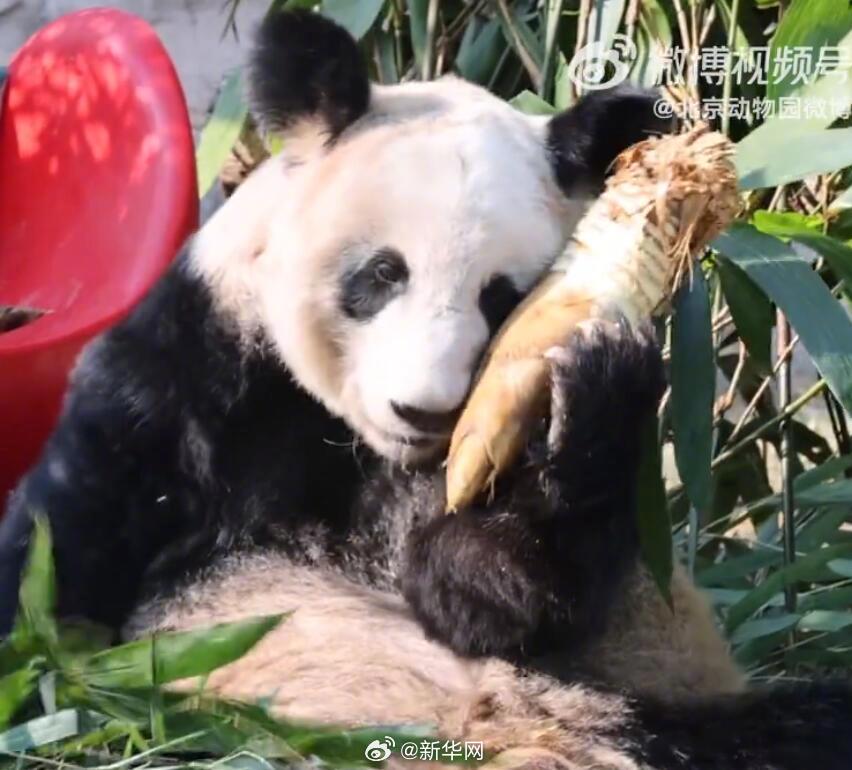 可爱！丫丫抱着大笋还在脸上贴贴_http://www.mainten.cn_ycb_第1张