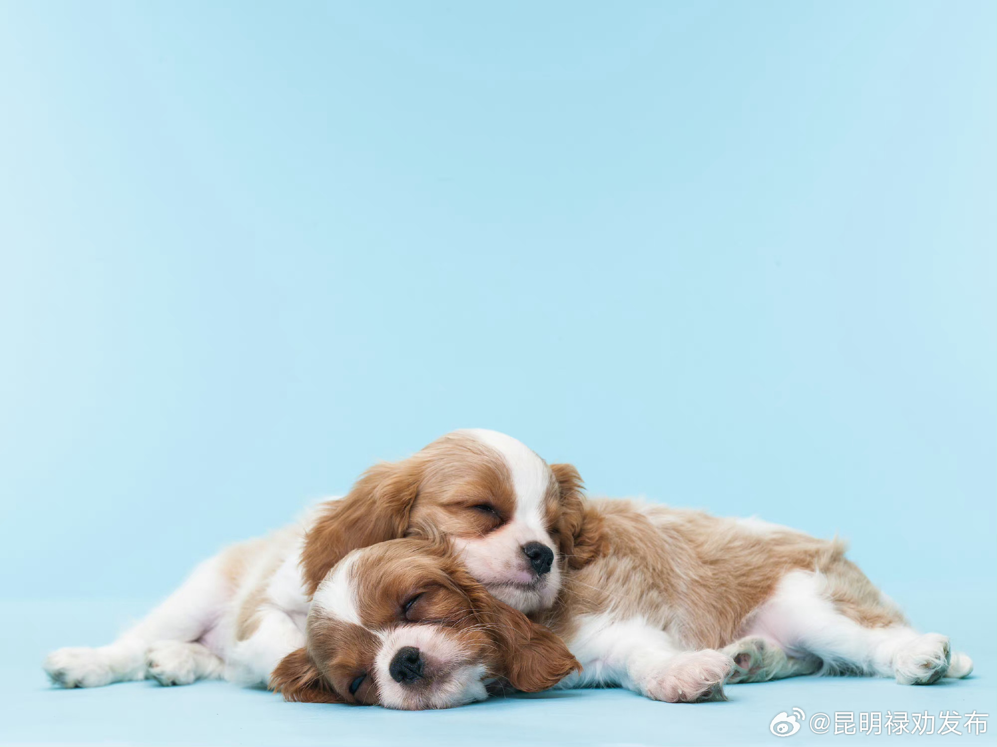 动物也会做梦和失眠吗？