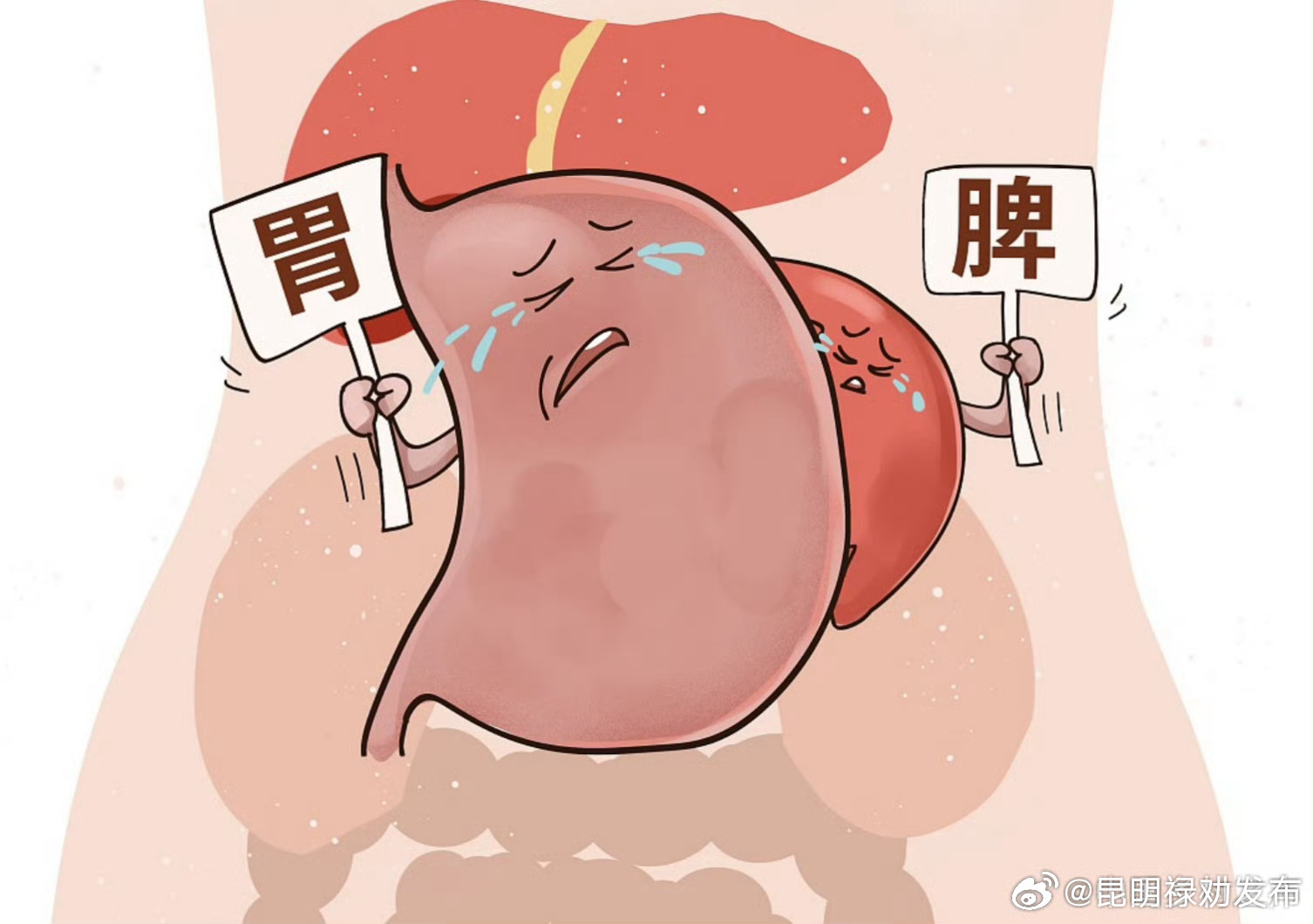 如何养护我们的脾胃？