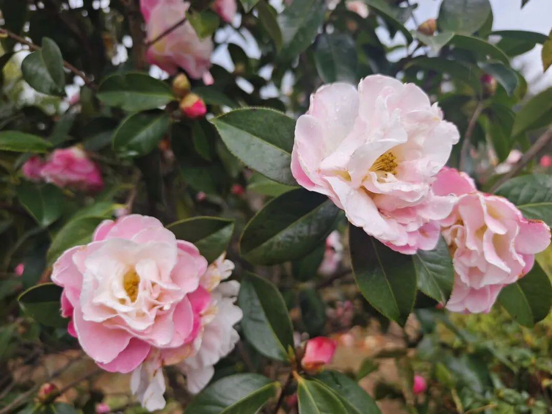 云南省文化和旅游厅