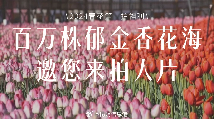 昆明信息港微博