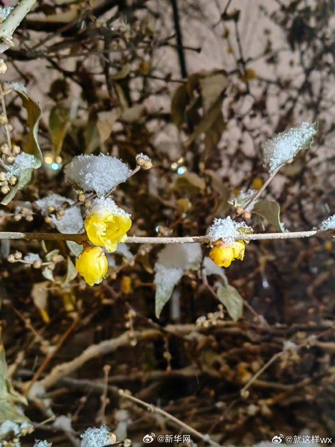北京龙年首场降雪太美了_http://www.mainten.cn_ycb_第3张
