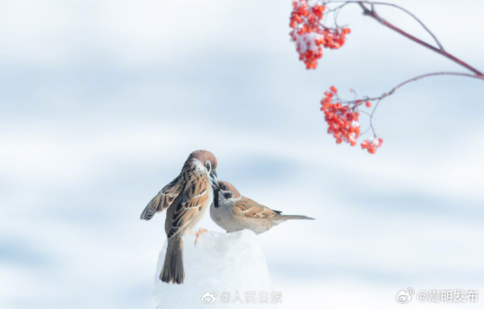 嵩明发布