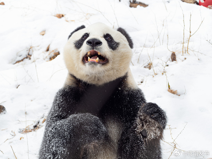 熊猫雪地玩耍好像芝麻团子裹糖霜_http://www.mainten.cn_ycb_第3张