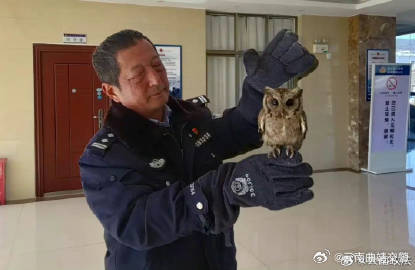 民警救助“呆萌”领角鸮[桃里桃气]_http://www.mainten.cn_ycb_第1张
