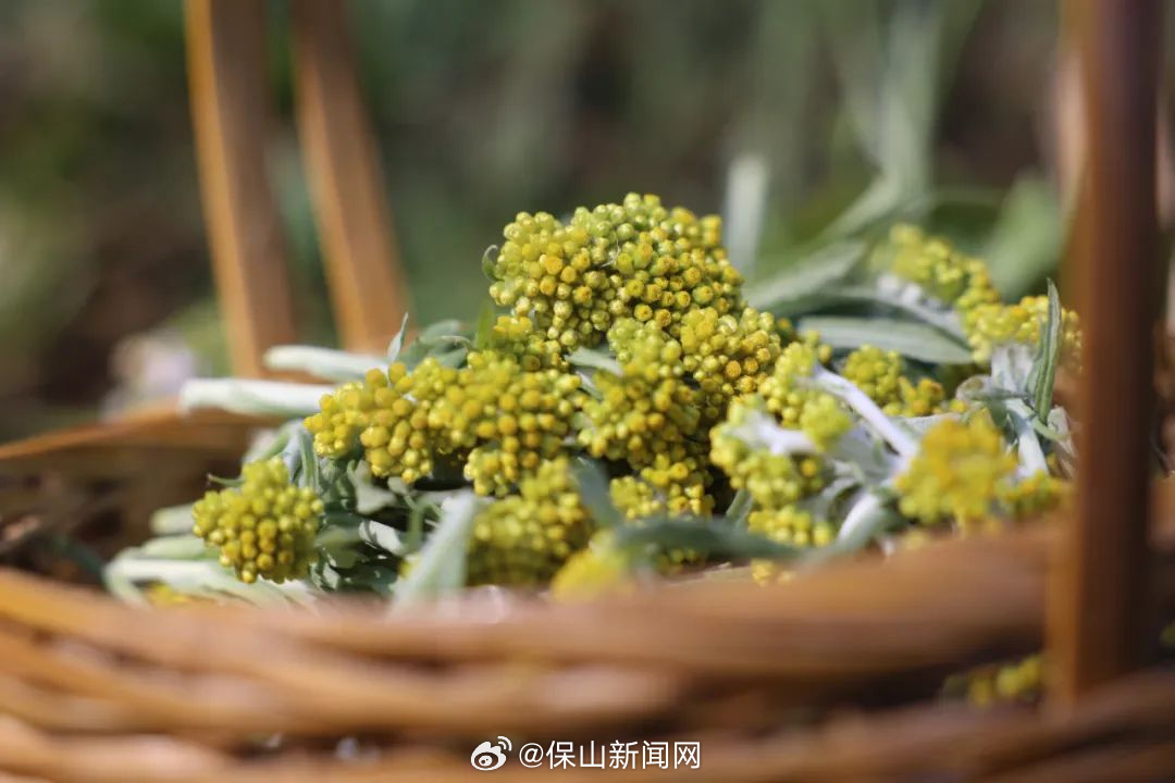 施甸：冬日山坡采黄花 新春家里做粑粑_http://www.mainten.cn_ycb_第1张