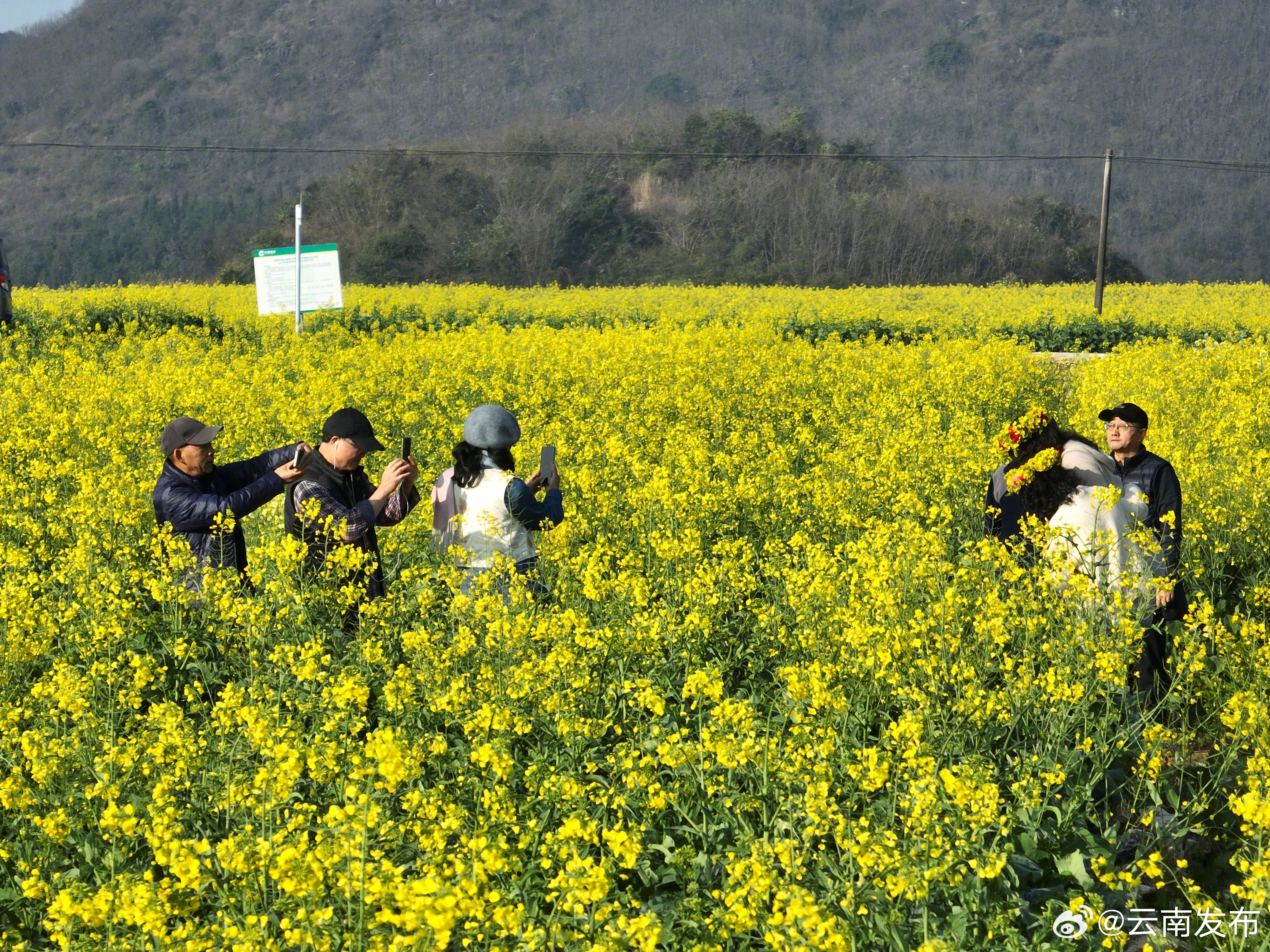 曲靖罗平：新春旅游旺 万人赏花田_http://www.mainten.cn_ycb_第5张