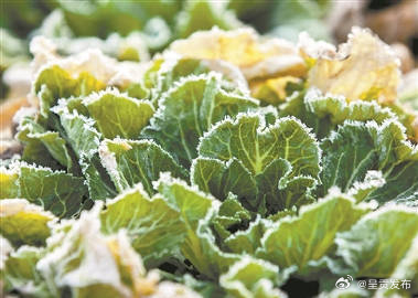 霜打菜为何口感更香甜?