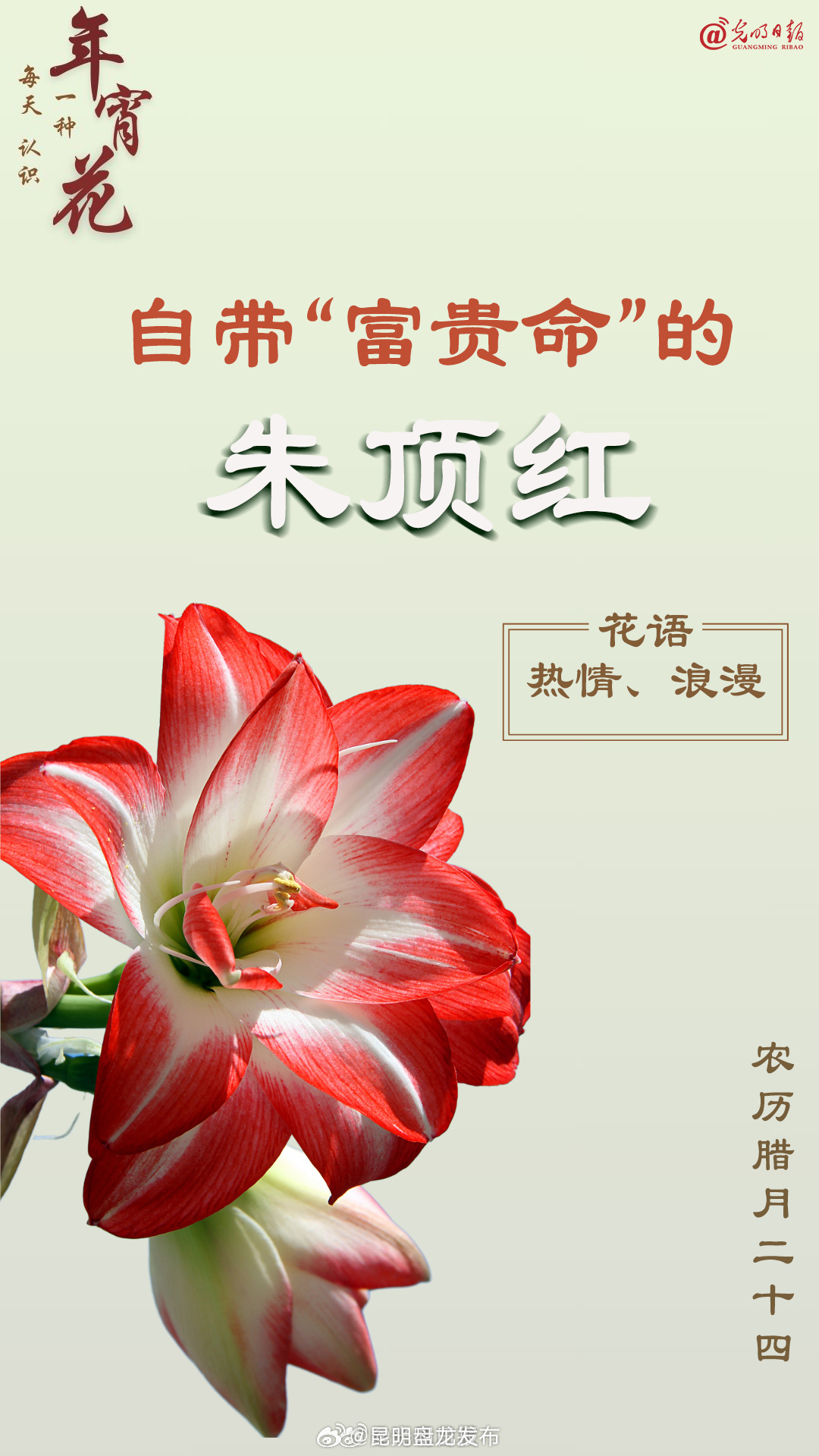 每天认识一种年宵花：自带“富贵命”的朱顶红