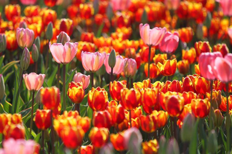 云南省文化和旅游厅