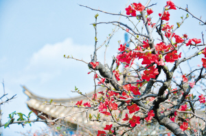 昙华寺公园木瓜花迎春绽放