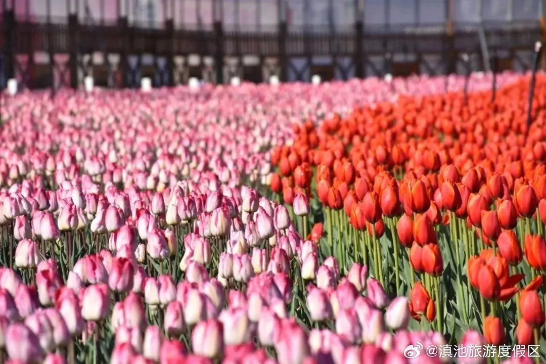 还在盛花期！捞渔河公园郁金香花展可赏到3月初_http://www.mainten.cn_ycb_第1张