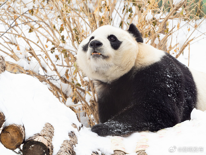 熊猫雪地玩耍好像芝麻团子裹糖霜_http://www.mainten.cn_ycb_第1张