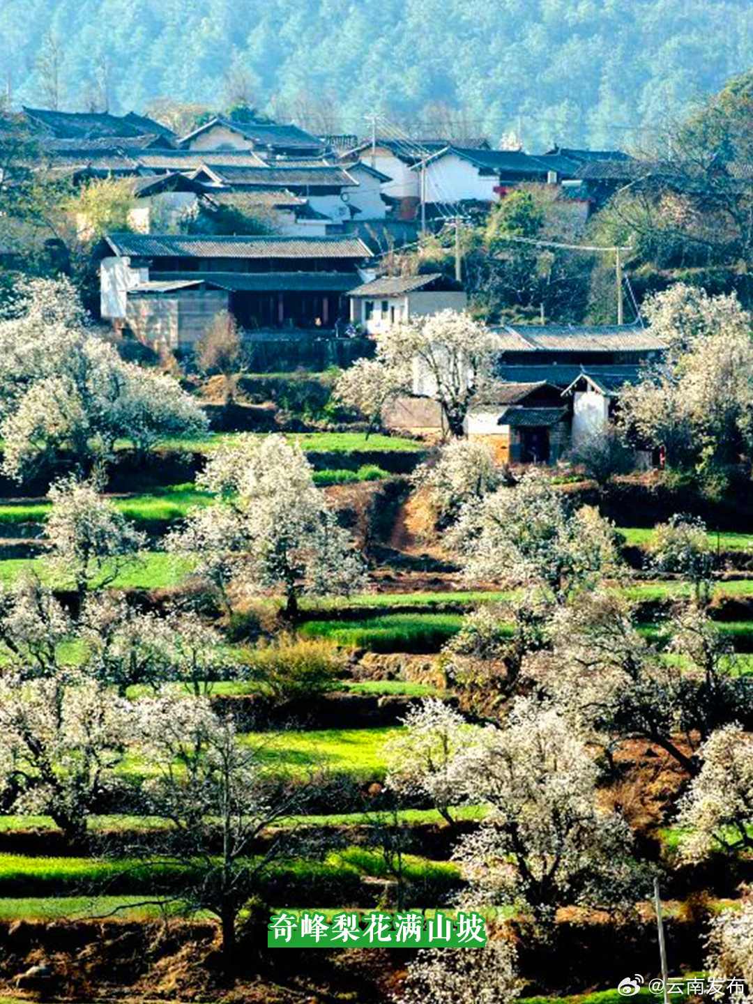 古树繁花，无限风光在奇峰_http://www.mainten.cn_ycb_第4张