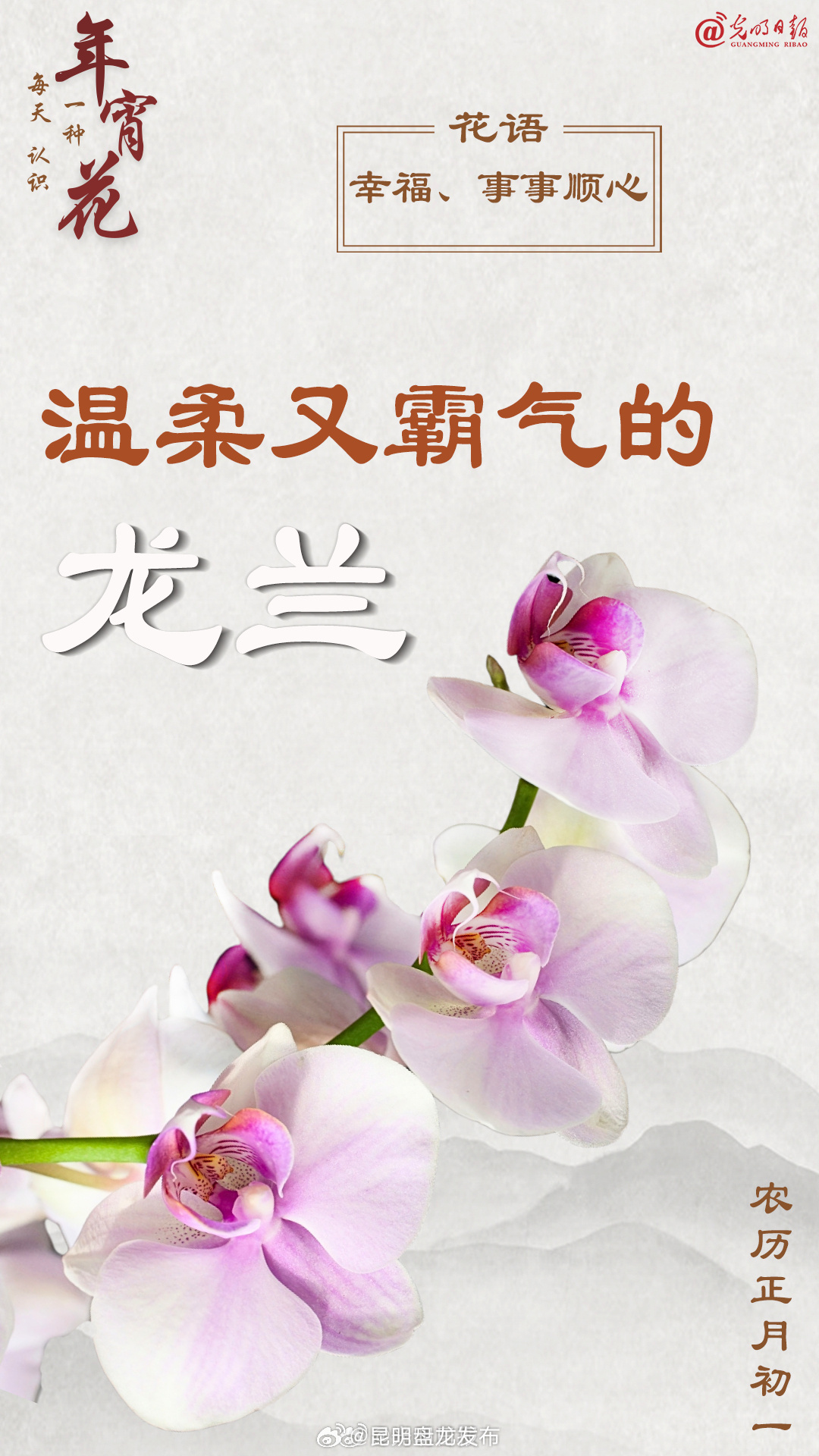 每天认识一种年宵花：温柔又霸气的龙兰