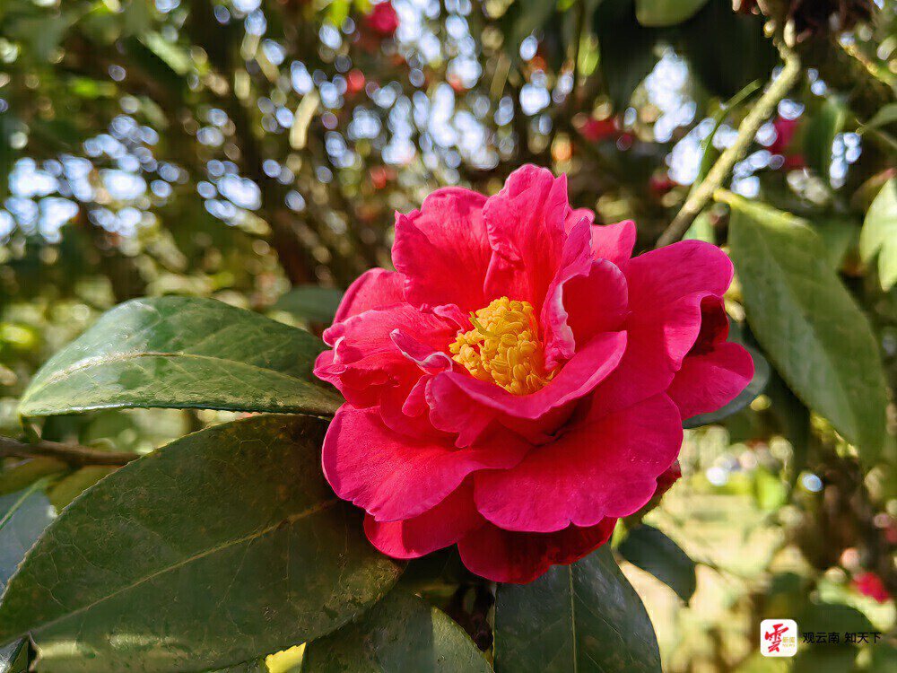 云南省文化和旅游厅