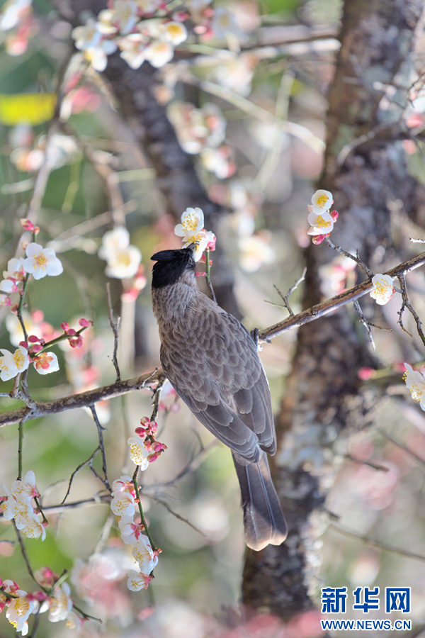 云南省文化和旅游厅