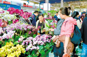 春节期间，昆明斗南花卉市场鲜切花全渠道交易总量约2957.5万枝