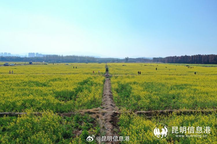 昆明信息港微博