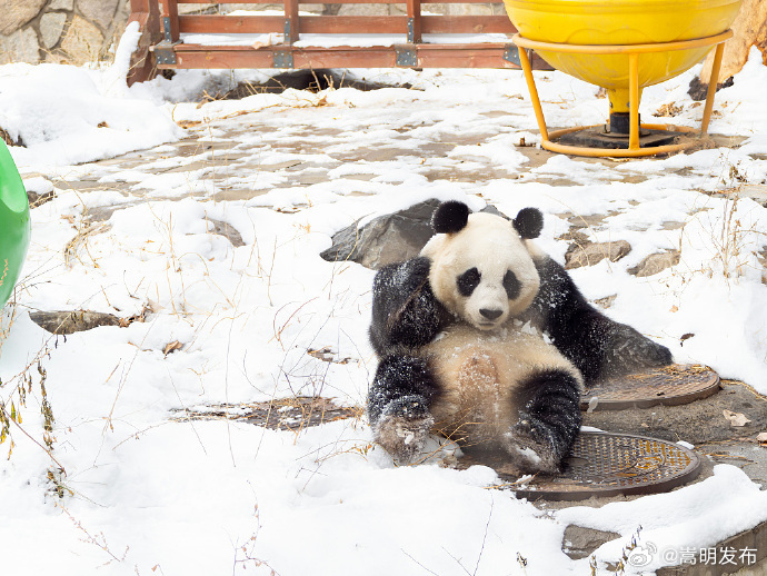 熊猫雪地玩耍好像芝麻团子裹糖霜_http://www.mainten.cn_ycb_第2张