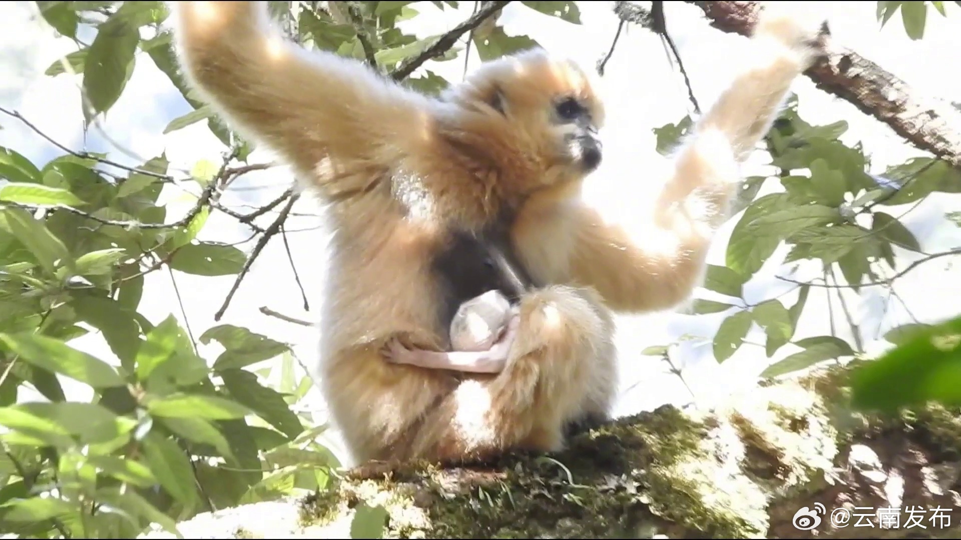 云南无量山保护区珍稀西黑冠长臂猿家族迎新丁_http://www.mainten.cn_ycb_第1张