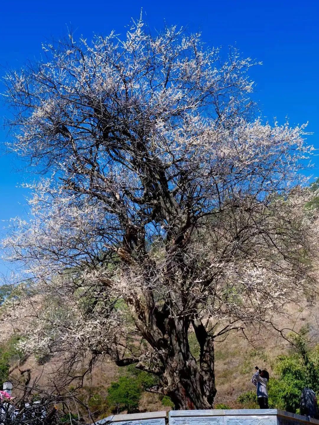云南省文化和旅游厅