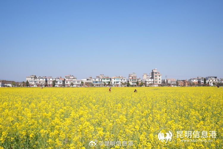 昆明信息港微博