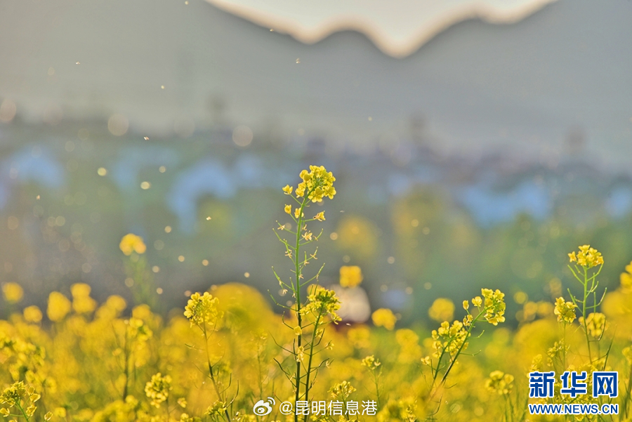 昆明信息港微博