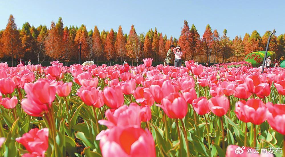 捞渔河湿地公园郁金香迎来盛花期_http://www.mainten.cn_ycb_第1张