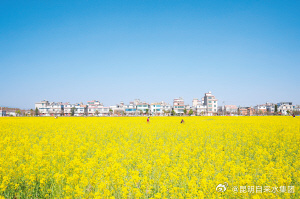 江尾村油菜花开迎客来