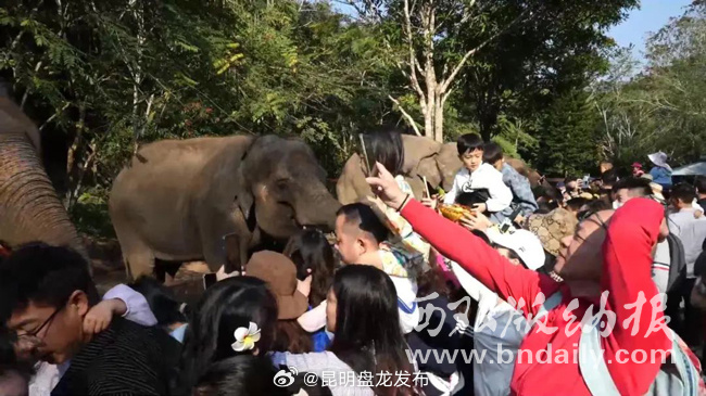 “象”往的西双版纳 游客亲历大象奇妙世界