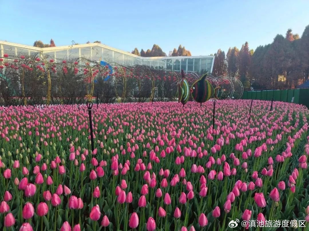 还在盛花期！捞渔河公园郁金香花展可赏到3月初_http://www.mainten.cn_ycb_第2张