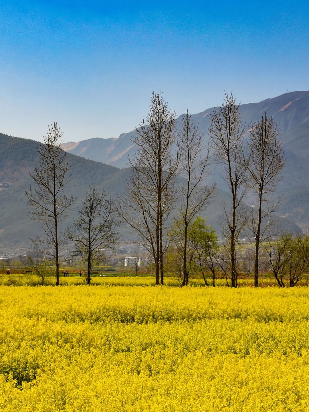 云南省文化和旅游厅
