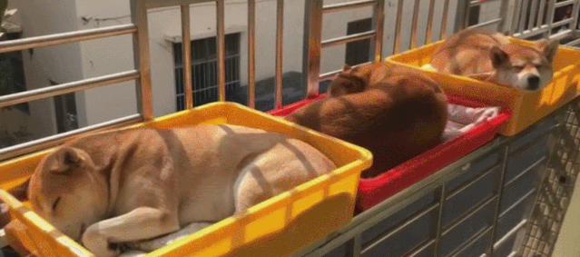 为什么晒太阳能改善情绪？