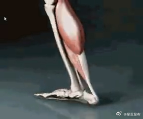 扁平足出门鞋垫很重要