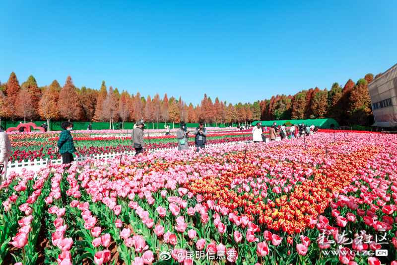 昆明信息港微博