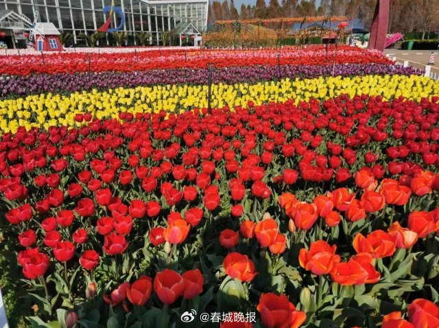 惊艳！昆明这里近100万株郁金香盛放_http://www.mainten.cn_ycb_第2张
