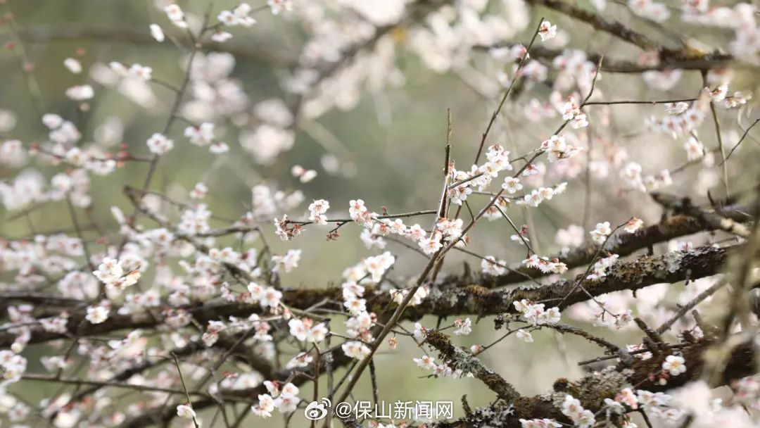 保山新闻网