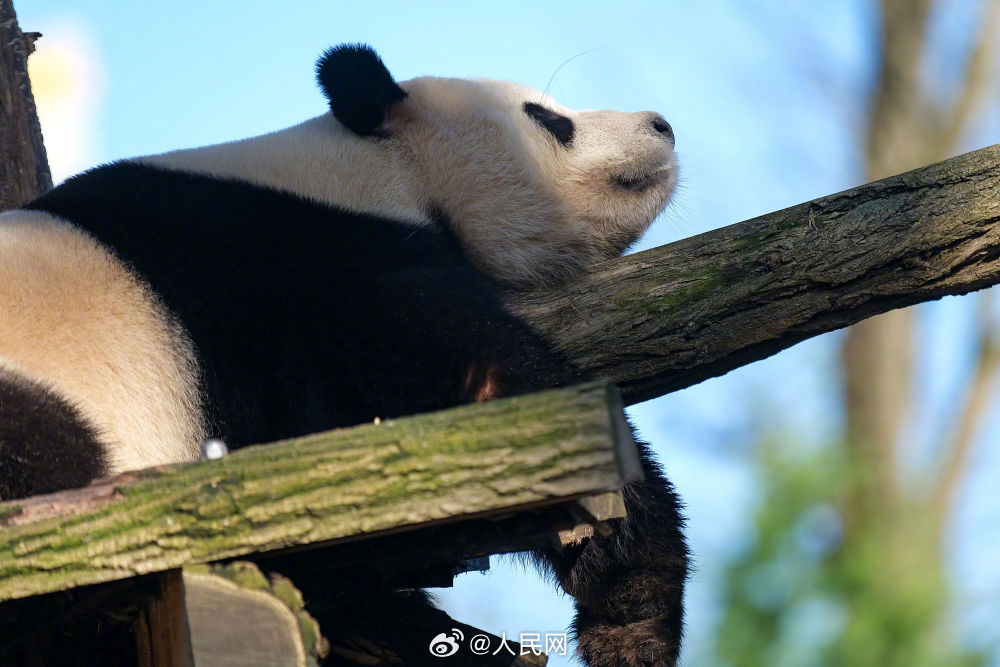 欢迎回家！3只旅比大熊猫将于今秋回国_http://www.mainten.cn_ycb_第1张