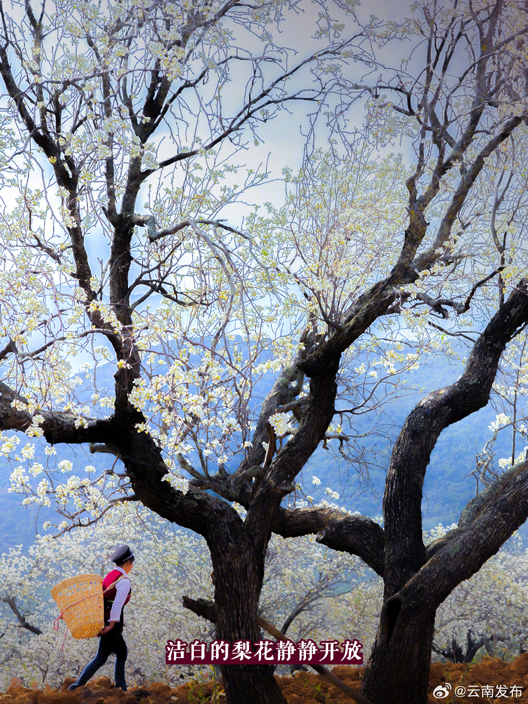 古树繁花，无限风光在奇峰_http://www.mainten.cn_ycb_第2张