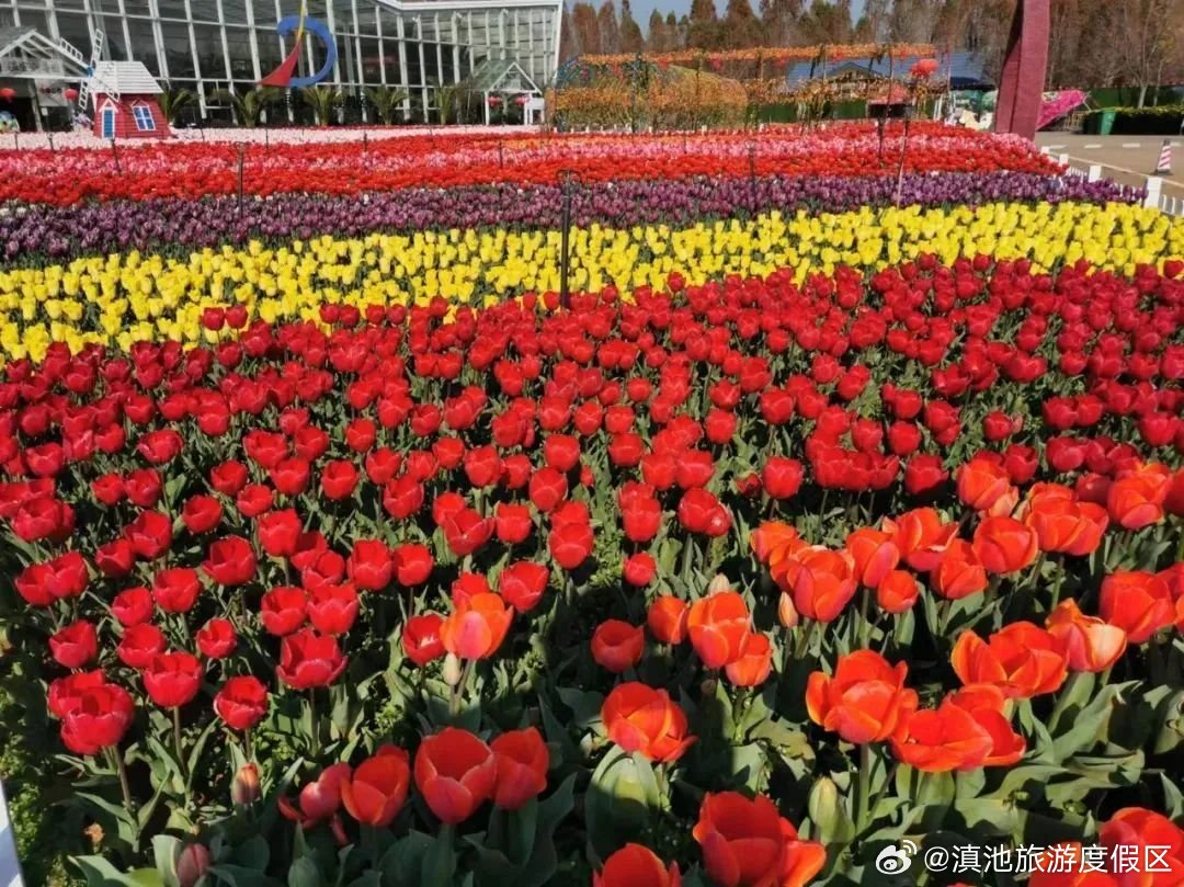 还在盛花期！捞渔河公园郁金香花展可赏到3月初_http://www.mainten.cn_ycb_第3张