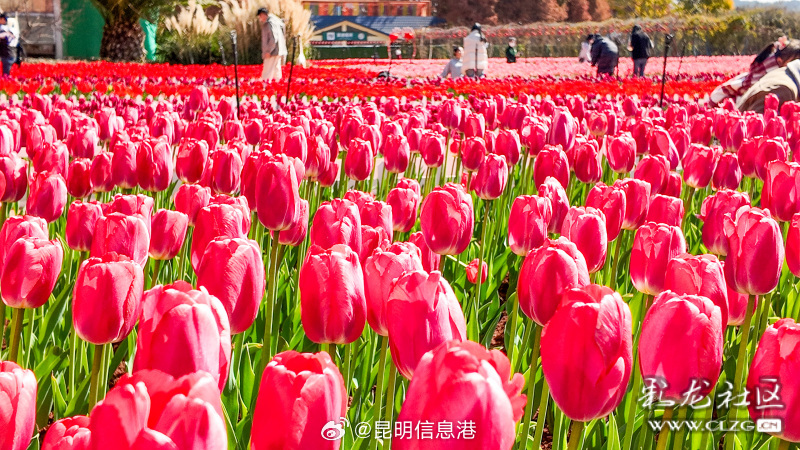 昆明信息港微博