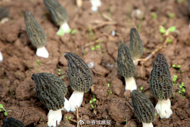 会泽羊肚菌喜迎丰收，为春节添“鲜”